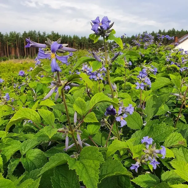 powojnik-cassandra-bylinowy-2l-styl-ogrod-srodziemnomorski-ogrod-wiejski-ogrod-skalny-ogrod-nowoczesny-ogrod-japonski-producent-szkolka-pnaczy-marek-wedrowski