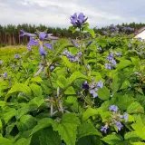 powojnik-cassandra-bylinowy-2l-styl-ogrod-srodziemnomorski-ogrod-wiejski-ogrod-skalny-ogrod-nowoczesny-ogrod-japonski-producent-szkolka-pnaczy-marek-wedrowski