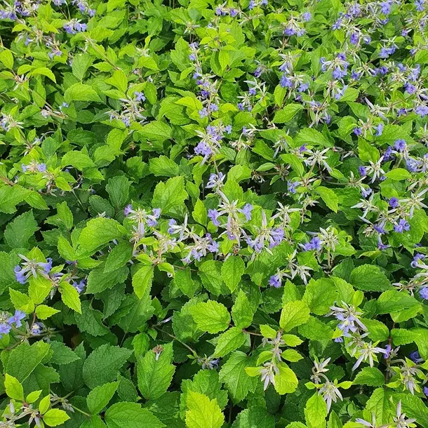 powojnik-cassandra-bylinowy-2l-styl-ogrod-srodziemnomorski-ogrod-wiejski-ogrod-skalny-ogrod-nowoczesny-ogrod-japonski-nazwa-lacinska-clematis