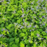powojnik-cassandra-bylinowy-2l-styl-ogrod-srodziemnomorski-ogrod-wiejski-ogrod-skalny-ogrod-nowoczesny-ogrod-japonski-nazwa-lacinska-clematis