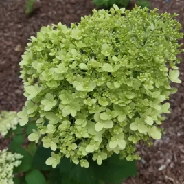 hortensja-bukietowa-limonkowa-2l