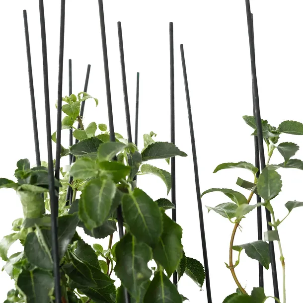 hortensja-pnaca-1l-producent-szkolka-pnaczy-marek-wedrowski