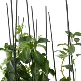 hortensja-pnaca-1l-producent-szkolka-pnaczy-marek-wedrowski