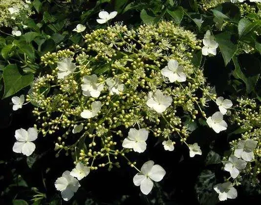 hortensja-pnaca-1l-nazwa-lacinska-hydrangea-petiolaris