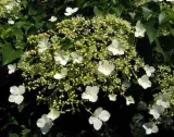 hortensja-pnaca-1l-nazwa-lacinska-hydrangea-petiolaris