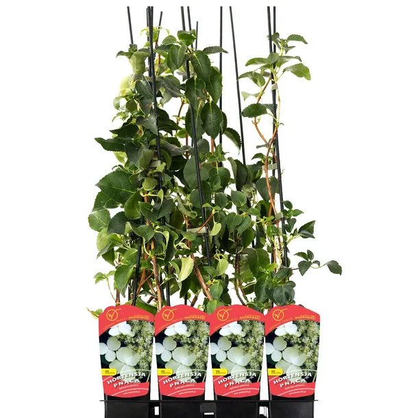 hortensja-pnaca-1l-styl-ogrod-srodziemnomorski-ogrod-wiejski-ogrod-skalny-ogrod-nowoczesny-ogrod-japonski-producent-szkolka-pnaczy-marek-wedrowski