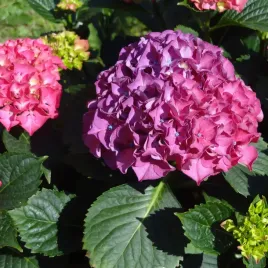 hortensja-deutschland-ogrodowa-2l