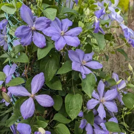 powojnik-mrs-cholmondeley-wielkokwiatowy-1l