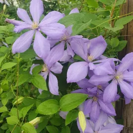 powojnik-mrs-cholmondeley-wielkokwiatowy-2l