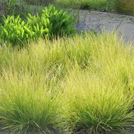 trawa-sesleria-jesienna-1l