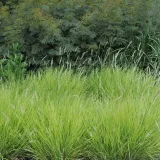 trawa-sesleria-jesienna-1l-styl-ogrod-srodziemnomorski-ogrod-wiejski-ogrod-skalny-ogrod-nowoczesny-ogrod-japonski