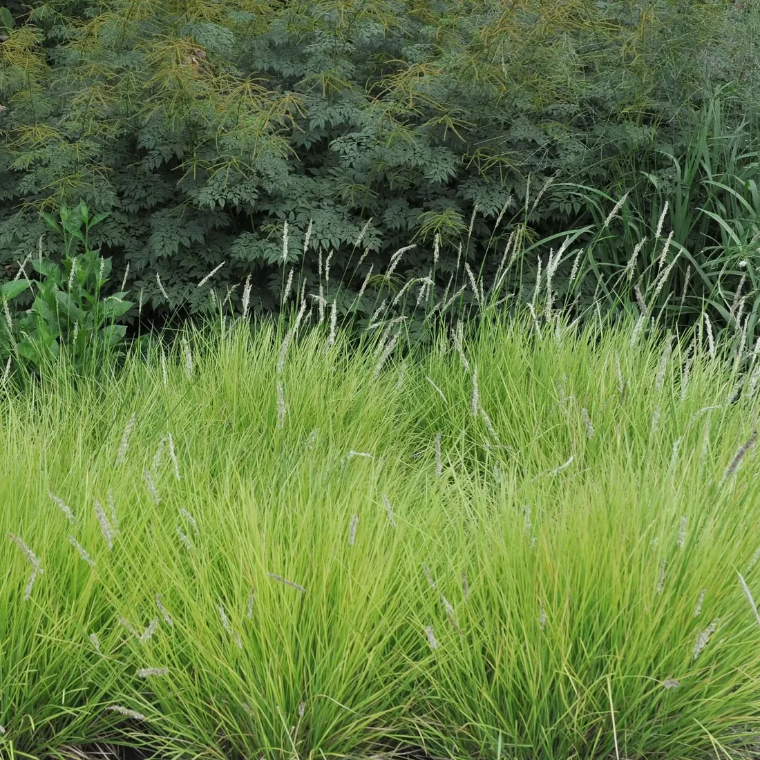 trawa-sesleria-jesienna-1l