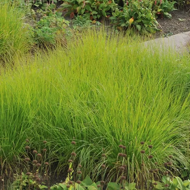trawa-sesleria-jesienna-1l-stan-nowy