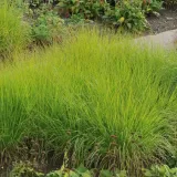 trawa-sesleria-jesienna-1l-stan-nowy