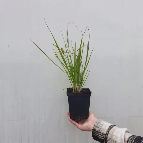 trawa-sesleria-jesienna-1l-producent-szkolka-pnaczy-marek-wedrowski