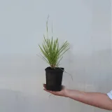 trawa-sesleria-jesienna-1l-styl-ogrod-srodziemnomorski-ogrod-wiejski-ogrod-skalny-ogrod-nowoczesny-ogrod-japonski-stan-nowy