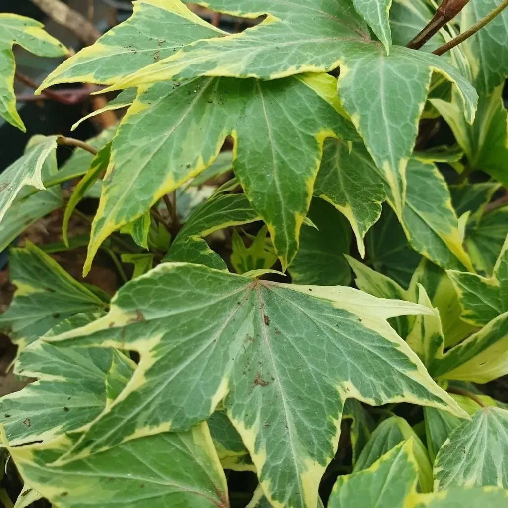 bluszcz-golden-mathilde-1l