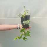 bluszcz-golden-mathilde-1l-styl-ogrod-srodziemnomorski-ogrod-wiejski-ogrod-skalny-ogrod-nowoczesny-ogrod-japonski