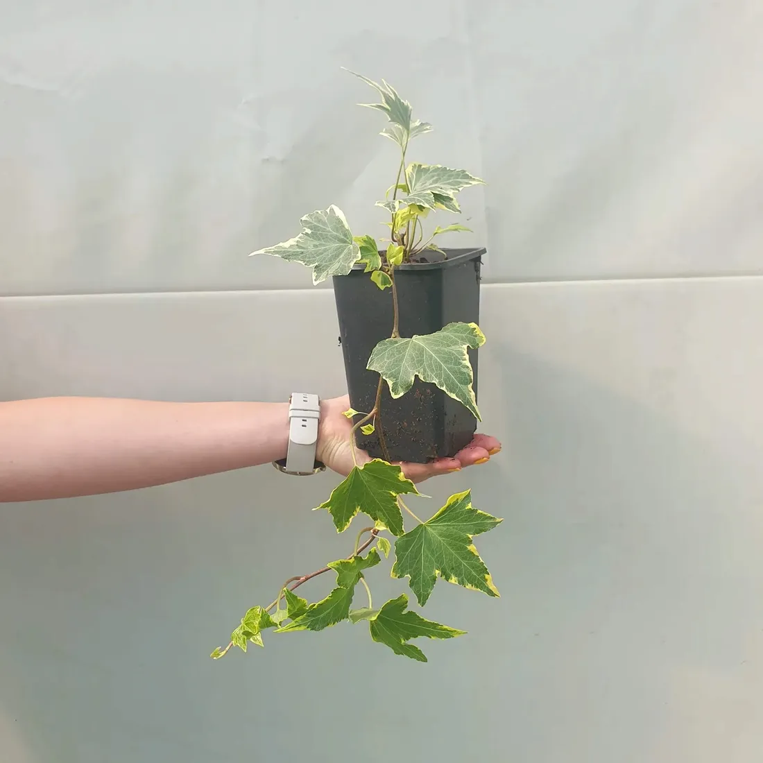 bluszcz-golden-mathilde-1l