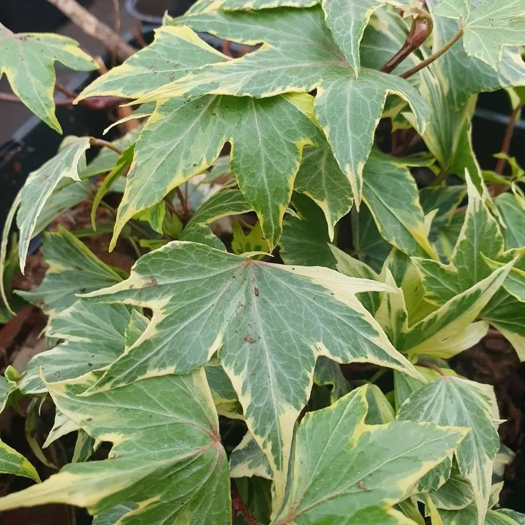 bluszcz-golden-mathilde-1l