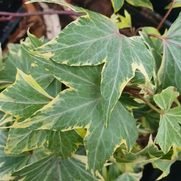 bluszcz-golden-mathilde-1l-stan-nowy