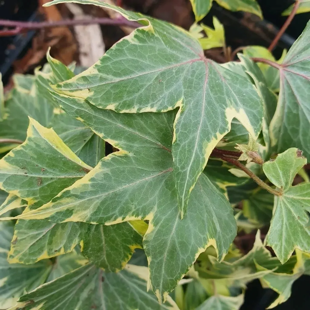 bluszcz-golden-mathilde-1l-styl-ogrod-srodziemnomorski-ogrod-wiejski-ogrod-skalny-ogrod-nowoczesny-ogrod-japonski