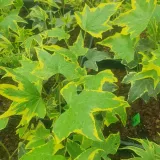 bluszcz-golden-mathilde-1l-producent-szkolka-pnaczy-marek-wedrowski