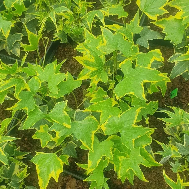 bluszcz-golden-mathilde-1l-nazwa-lacinska-hedera-helix