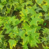 bluszcz-golden-mathilde-1l-nazwa-lacinska-hedera-helix