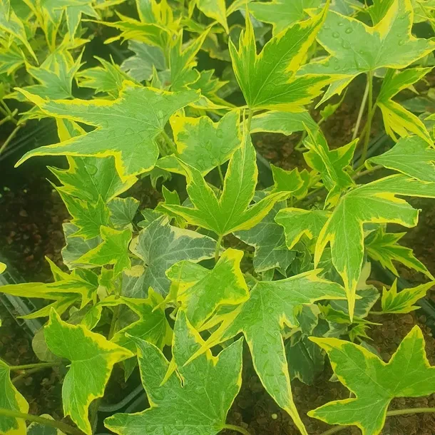 bluszcz-golden-mathilde-1l-styl-ogrod-srodziemnomorski-ogrod-wiejski-ogrod-skalny-ogrod-nowoczesny-ogrod-japonski-rodzaj-rosliny-bluszcz