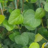 bluszcz-sweetheart-1l