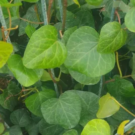 bluszcz-sweetheart-1l