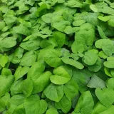 bluszcz-sweetheart-1l-rodzaj-rosliny-bluszcz