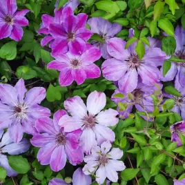 powojnik-baltyk-wielkokwiatowy-2l