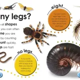 bugs-rok-wydania-2011