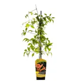 milin-amerykanski-ursynow-1l-styl-ogrod-srodziemnomorski-ogrod-wiejski-ogrod-skalny-ogrod-nowoczesny-ogrod-japonski