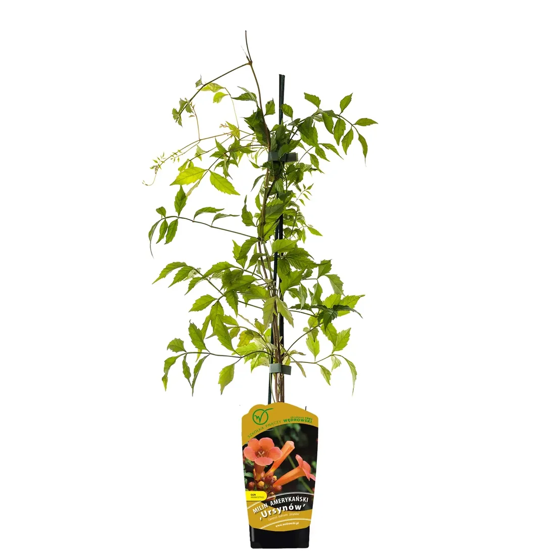 milin-amerykanski-ursynow-1l