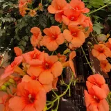 milin-amerykanski-ursynow-1l-rodzaj-rosliny-inny