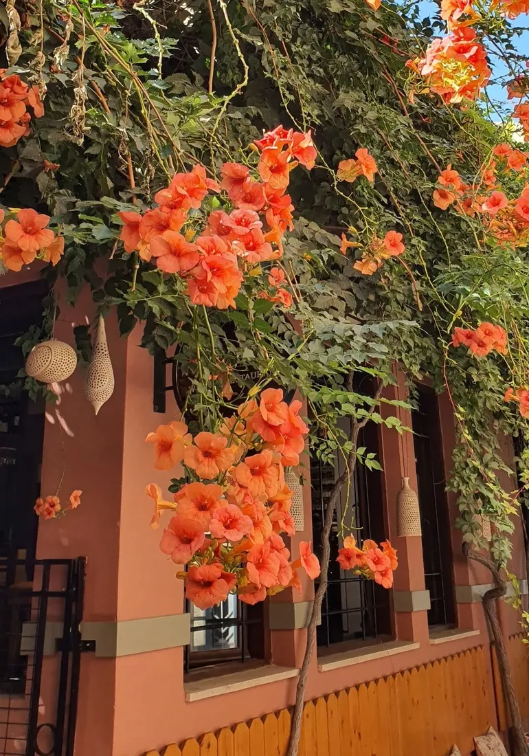 milin-amerykanski-ursynow-1l-styl-ogrod-srodziemnomorski-ogrod-wiejski-ogrod-skalny-ogrod-nowoczesny-ogrod-japonski