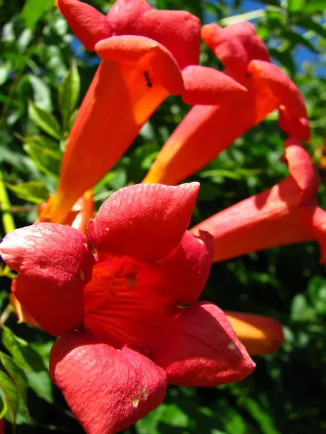 milin-amerykanski-ursynow-1l-nazwa-lacinska-campsis-radicans