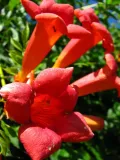 milin-amerykanski-ursynow-1l-nazwa-lacinska-campsis-radicans