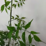 milin-amerykanski-ursynow-1l-styl-ogrod-srodziemnomorski-ogrod-wiejski-ogrod-skalny-ogrod-nowoczesny-ogrod-japonski-rodzaj-rosliny-inny