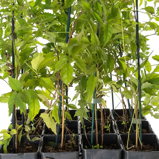 milin-amerykanski-ursynow-1l-styl-ogrod-srodziemnomorski-ogrod-wiejski-ogrod-skalny-ogrod-nowoczesny-ogrod-japonski-stan-nowy