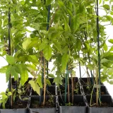 milin-amerykanski-ursynow-1l-styl-ogrod-srodziemnomorski-ogrod-wiejski-ogrod-skalny-ogrod-nowoczesny-ogrod-japonski-stan-nowy