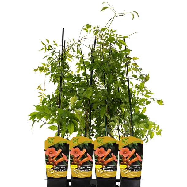 milin-amerykanski-ursynow-1l-styl-ogrod-srodziemnomorski-ogrod-wiejski-ogrod-skalny-ogrod-nowoczesny-ogrod-japonski-producent-szkolka-pnaczy-marek-wedrowski