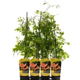 milin-amerykanski-ursynow-1l-styl-ogrod-srodziemnomorski-ogrod-wiejski-ogrod-skalny-ogrod-nowoczesny-ogrod-japonski-producent-szkolka-pnaczy-marek-wedrowski