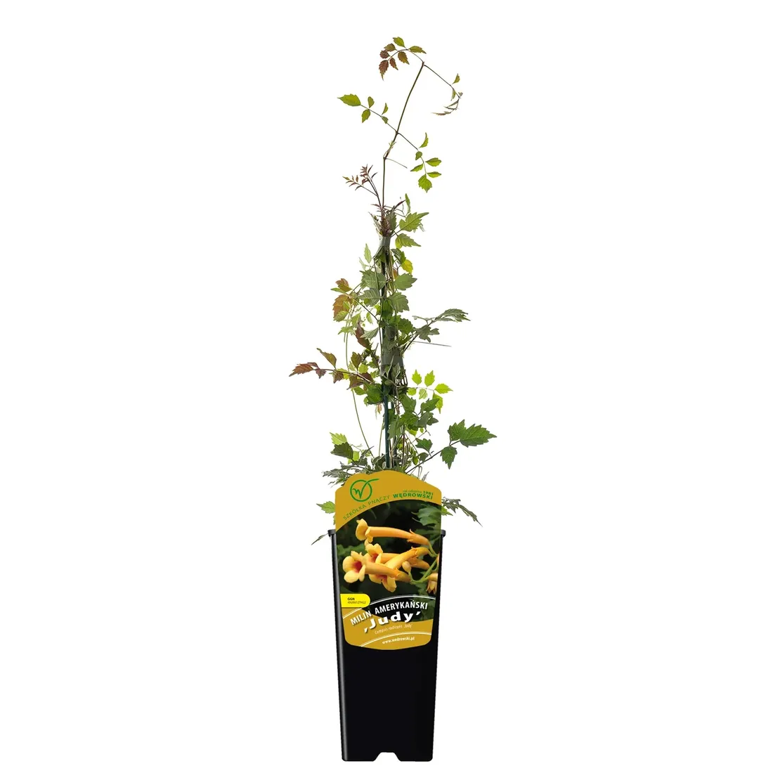 milin-amerykanski-judy-2l