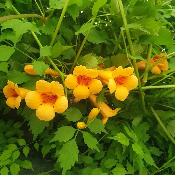 milin-amerykanski-judy-2l-rodzaj-rosliny-inny