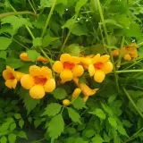 milin-amerykanski-judy-2l-rodzaj-rosliny-inny