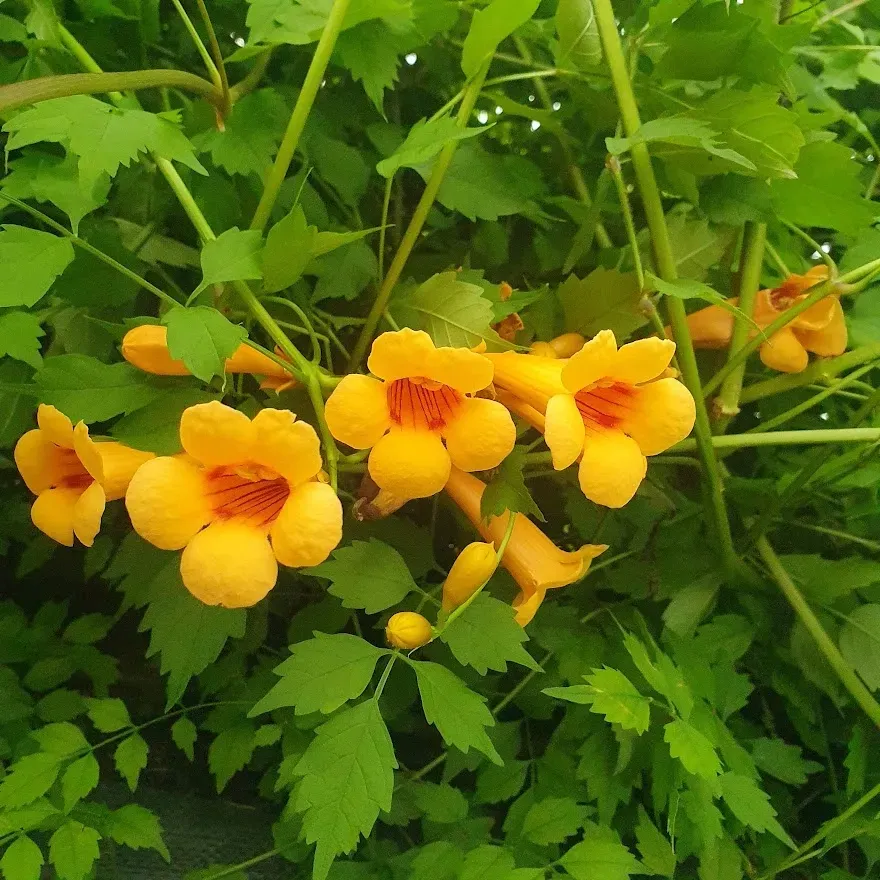 milin-amerykanski-judy-2l